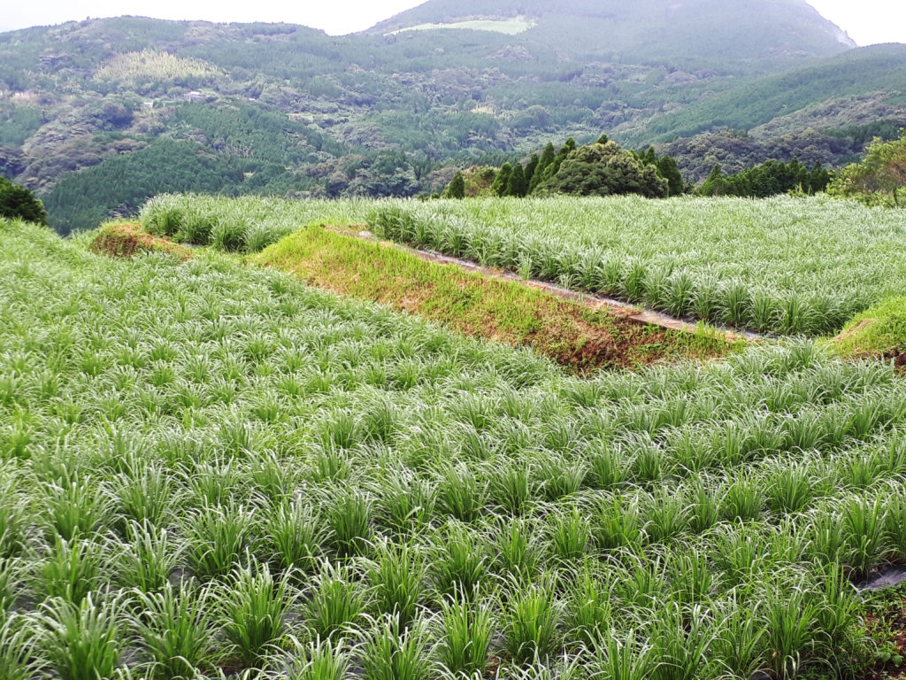 武雄そだちレモングラストップ画面１