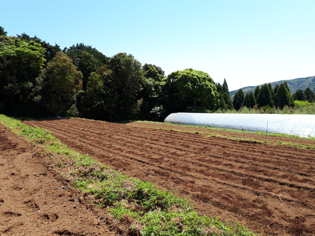 武雄そだちレモングラス菅牟田圃場