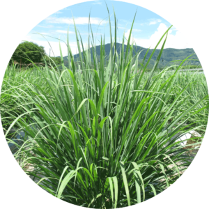 武雄そだちレモングラス